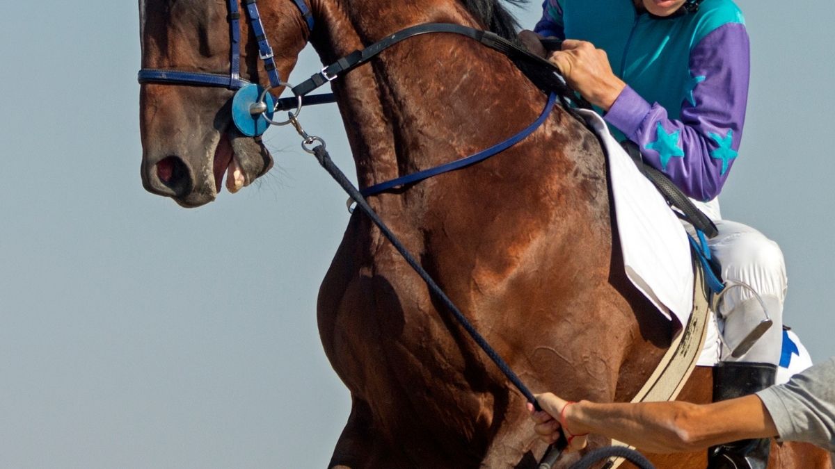 Horse Racing
