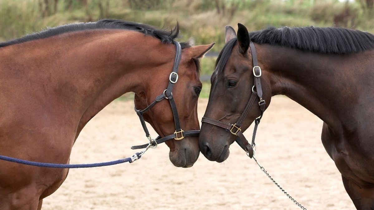 horse racing