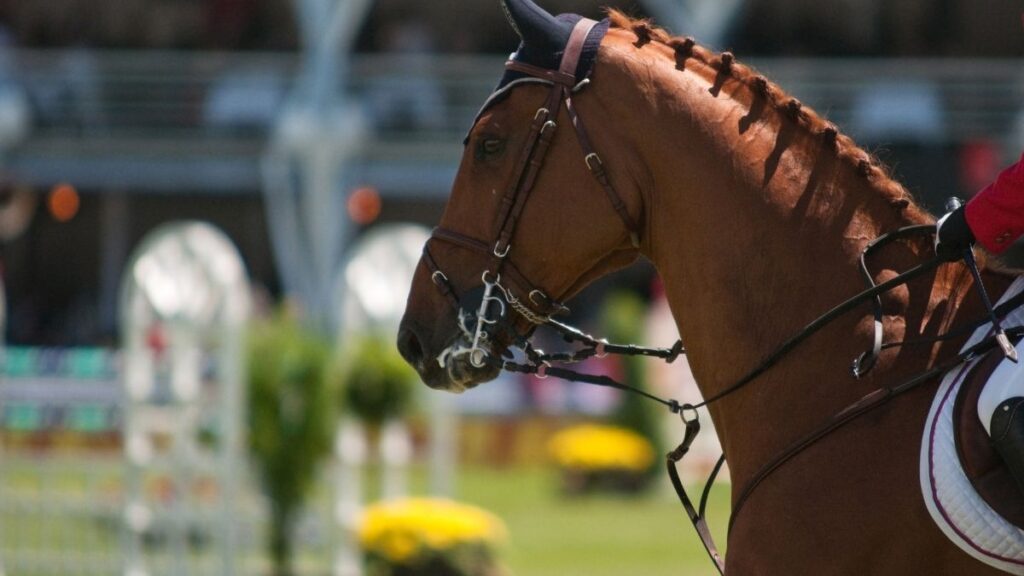 horse racing 