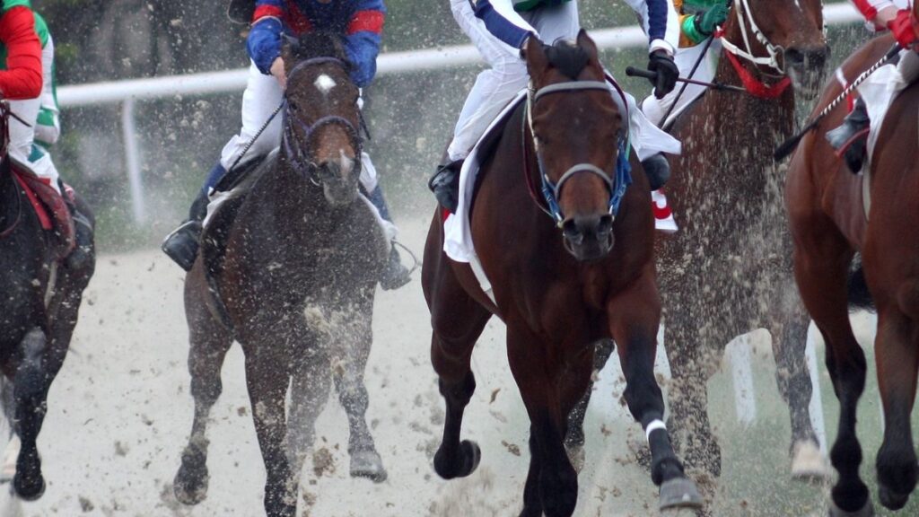 horse racing 