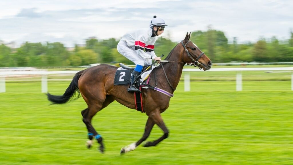 horse racing 
