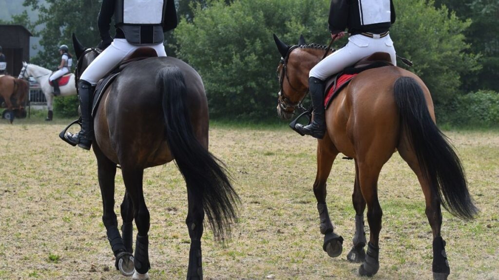 horse racing 