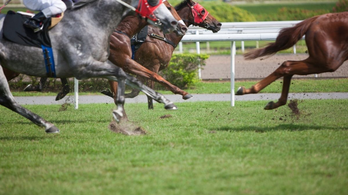 horse racing