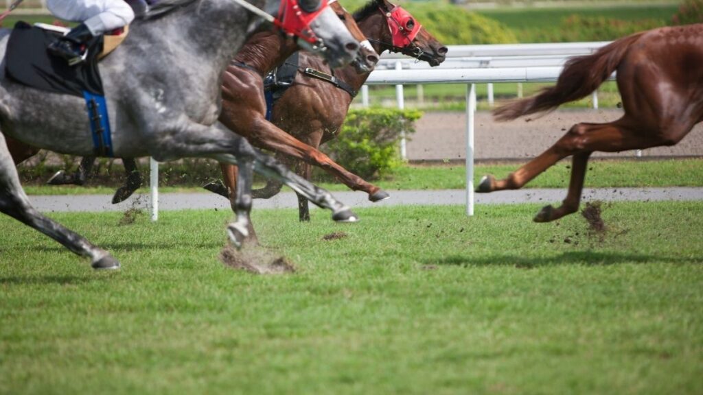 horse racing 