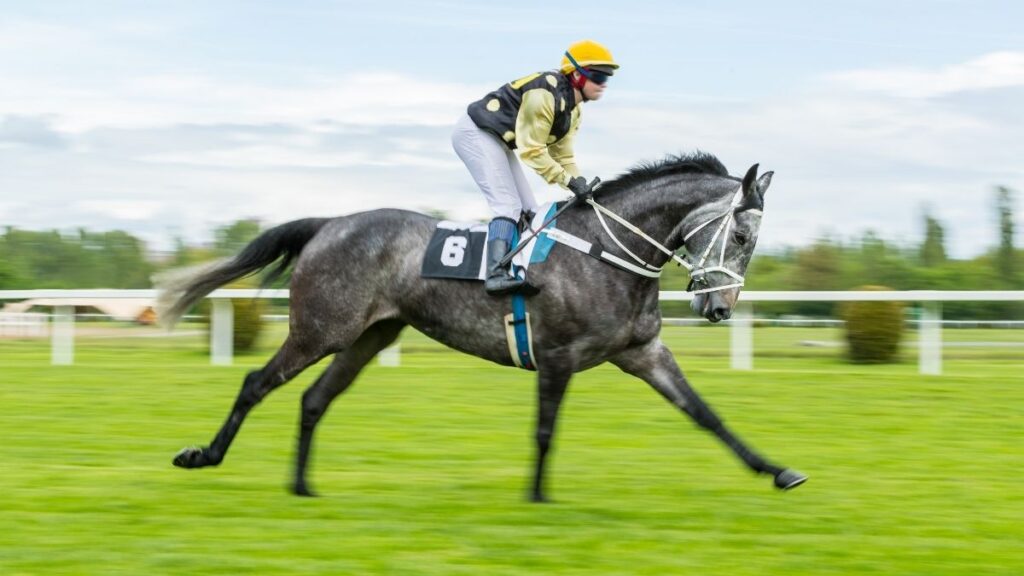 horse racing 
