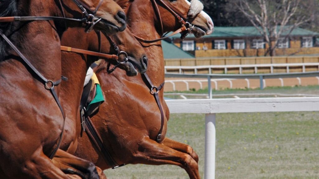 horse racing 